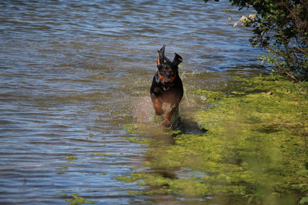 CH. Orka Des Grands Brouillards