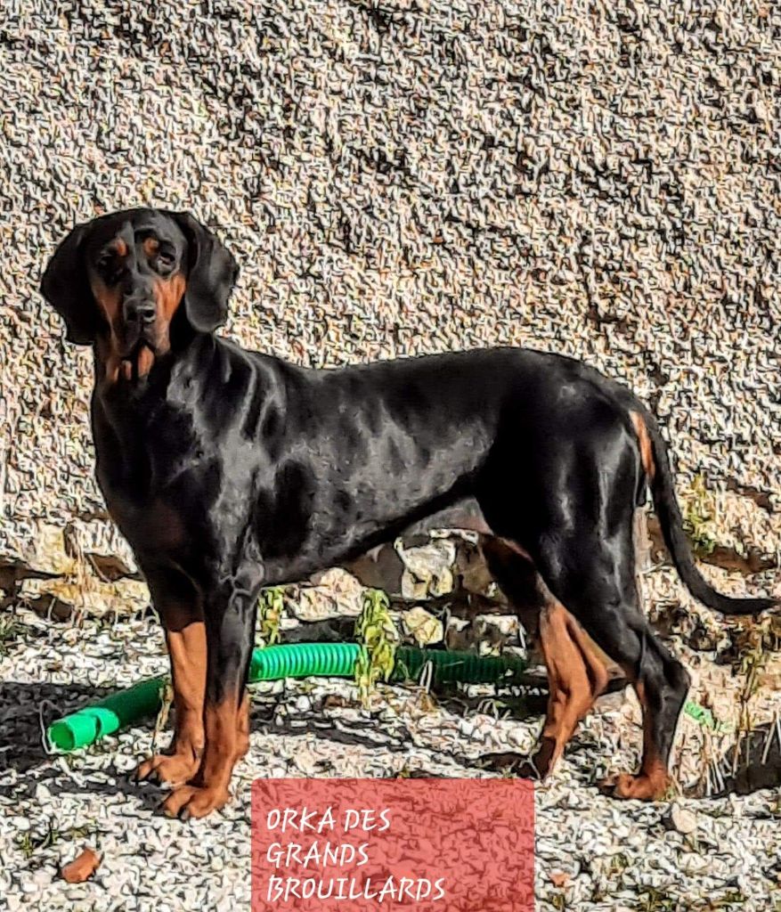 CH. Orka Des Grands Brouillards